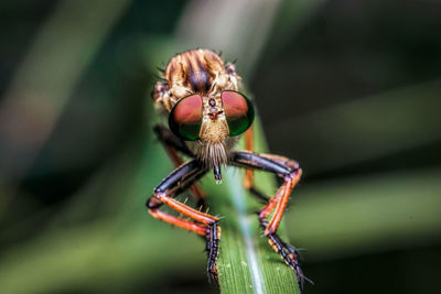 Close-up of spider