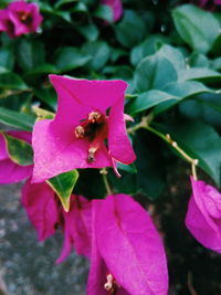 Close-up of insect on pink flower blooming outdoors