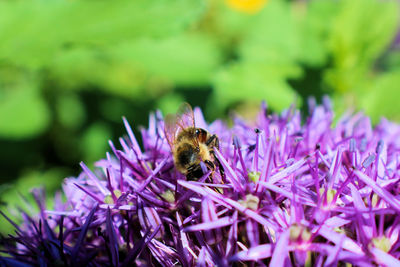 Close up on bee on purple wild flower