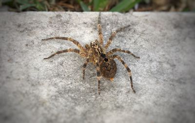 Close-up of spider on rock