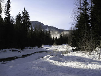 Snow covered trees in forest