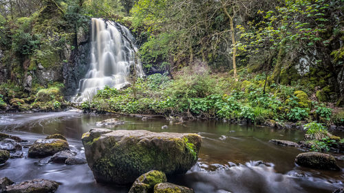 Scenic view of waterfall in forest