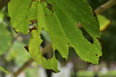 Close-up of green leaves on plant