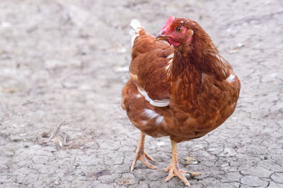 Close-up of a bird on field