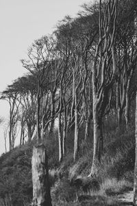 Bare trees on field against sky