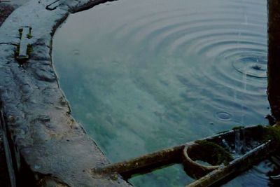 Reflection of trees in water