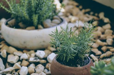 Close-up of potted plants on stones