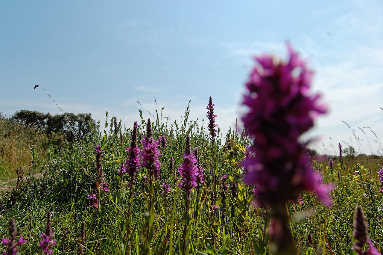 CLOSE-UP OF PINK FLOWERING PLANT AGAINST SKY