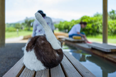 Close-up of stray cat preening on wooden bench