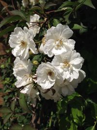 Close-up of white blossom