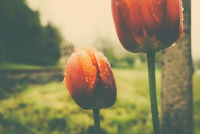 Close-up of water drops on red leaf
