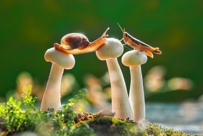 Close-up of mushroom growing on field