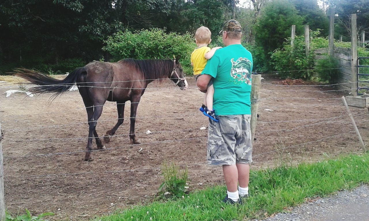 full length, domestic animals, horse, animal themes, casual clothing, lifestyles, mammal, standing, leisure activity, tree, one animal, working animal, walking, livestock, front view, sunlight, outdoors, person