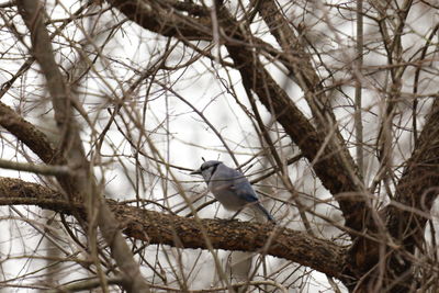 Low angle view of bird perching on branch