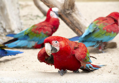 Close-up of parrot perching on a land