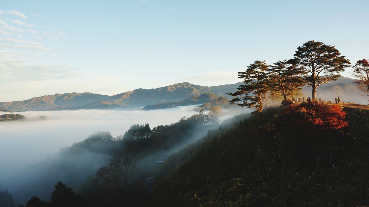 tree, beauty in nature, scenics - nature, sky, plant, tranquil scene, tranquility, mountain, fog, nature, non-urban scene, no people, idyllic, growth, environment, cloud - sky, outdoors, landscape, day, hazy