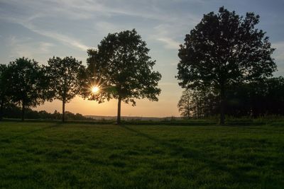 Trees on field against sky during sunset