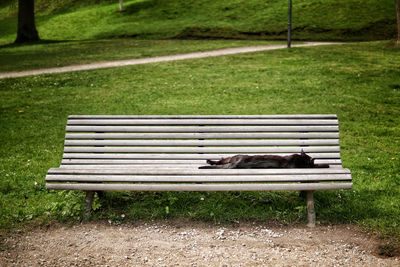 View of an animal resting on bench in park