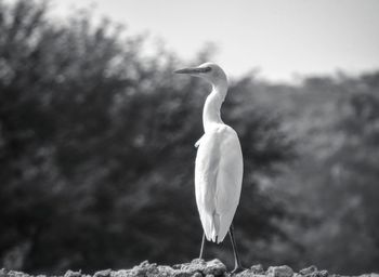 Bird perching on a land