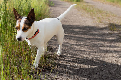 Dog running on field