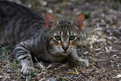 Close-up portrait of a cat