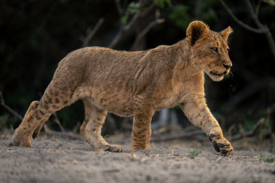 Lioness standing on field