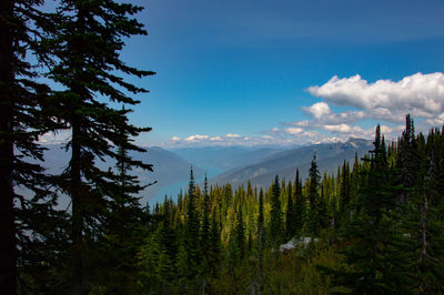 Pine trees in forest against sky