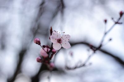 Close-up of pink flowers on tree