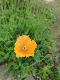 Close-up of orange flower growing in field
