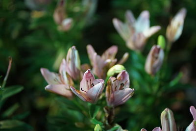 Close-up of pink flowering plant