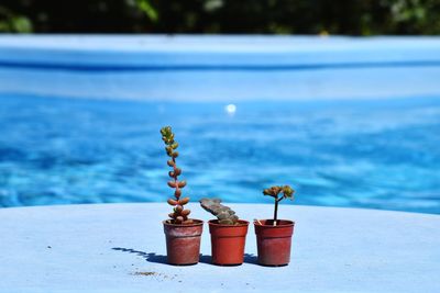 Plants on swimming pool