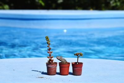 Close-up of potted plant on retaining wall by sea