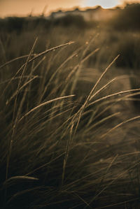 Close-up of grass growing on field