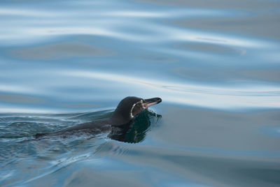 Close-up of penguin swimming in sea