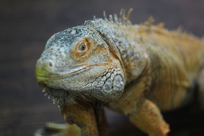 Close-up of a reptile