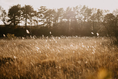 View of plants on field