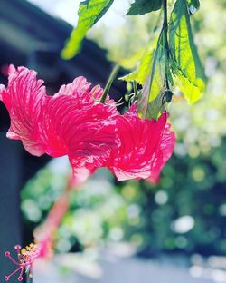 Close-up of red rose flower