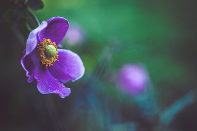 Close-up of purple flower