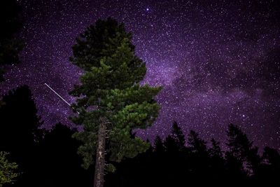 Scenic view of pine trees against star field