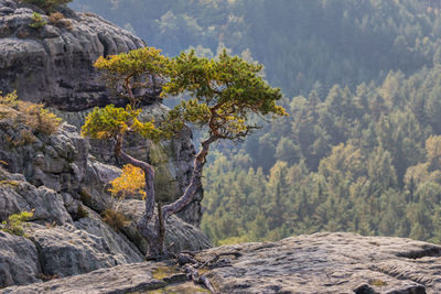 Scenic view of tree mountains against sky