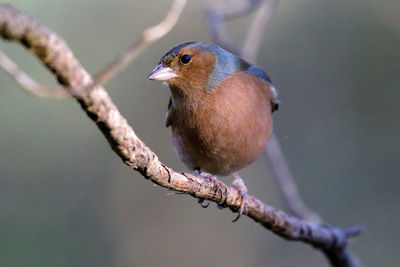 Close-up of bird perching on branch