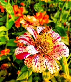 Close-up of butterfly pollinating on purple flower