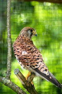 Close-up of owl perching on branch