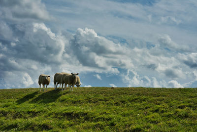 Horses in a field