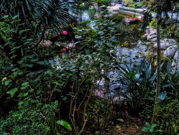 Plants and trees in forest