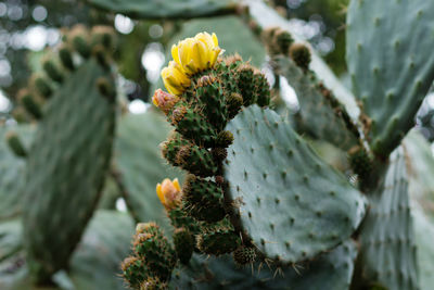 Close-up of cactus plant and flower