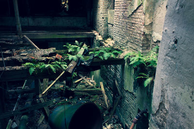 Plants by old building