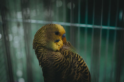 Close-up of birds in cage