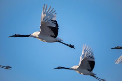 Low angle view of bird flying