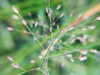 Close-up of spider web on plant